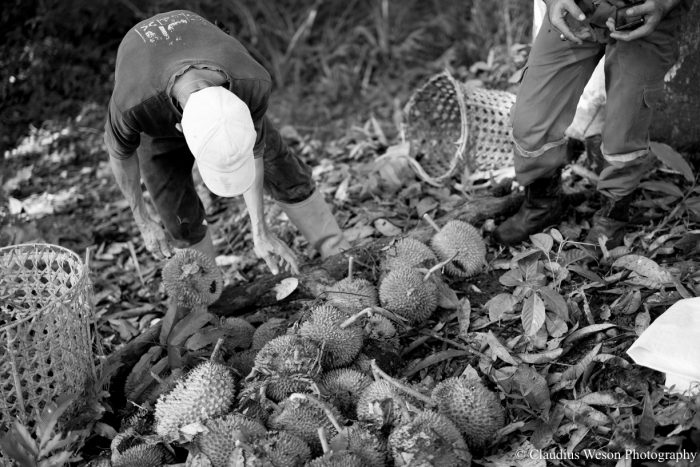An Adventure with Durian Hunters